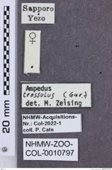 Etikette zu Ampedus trossulus (NHMW-ZOO-COL-0010797)